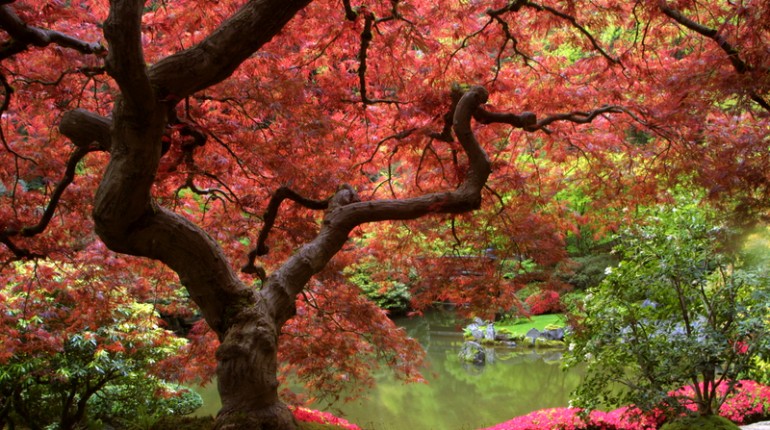 The Magic of the Winter Garden